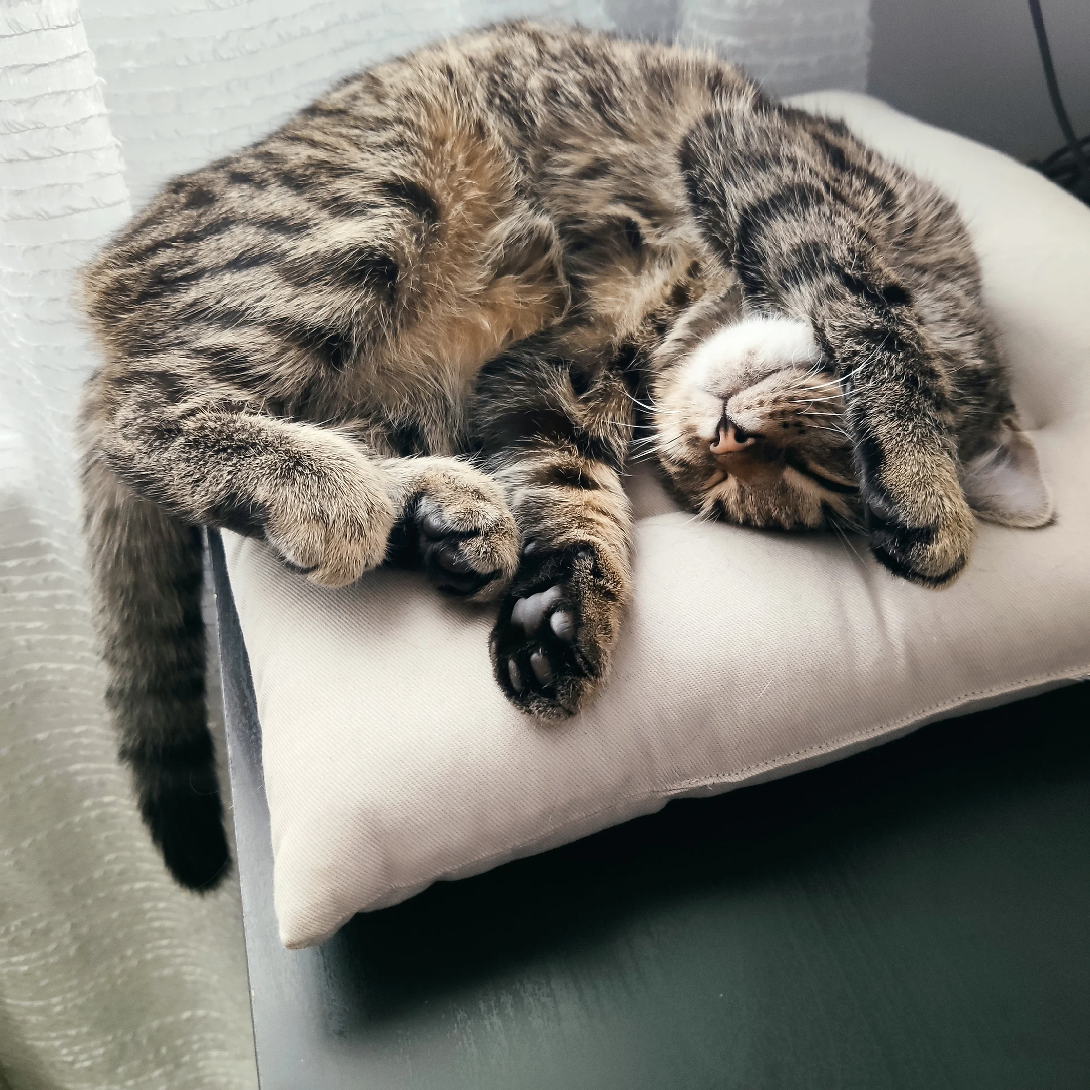 Lynxy asleep in a compact curl on a chair.