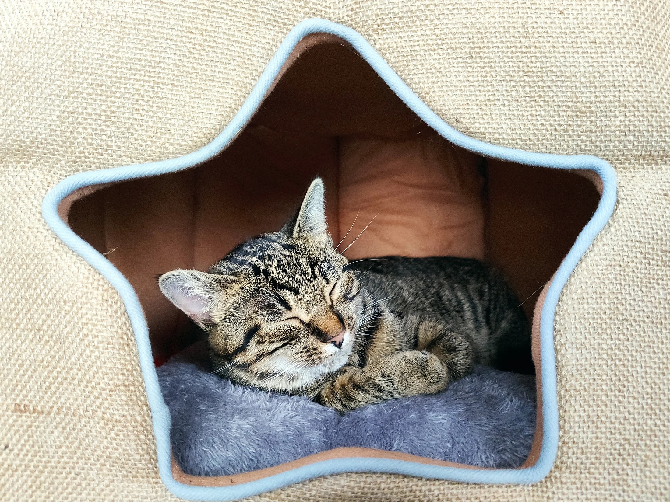 Lynxy resting inside a star-shaped cat bed.