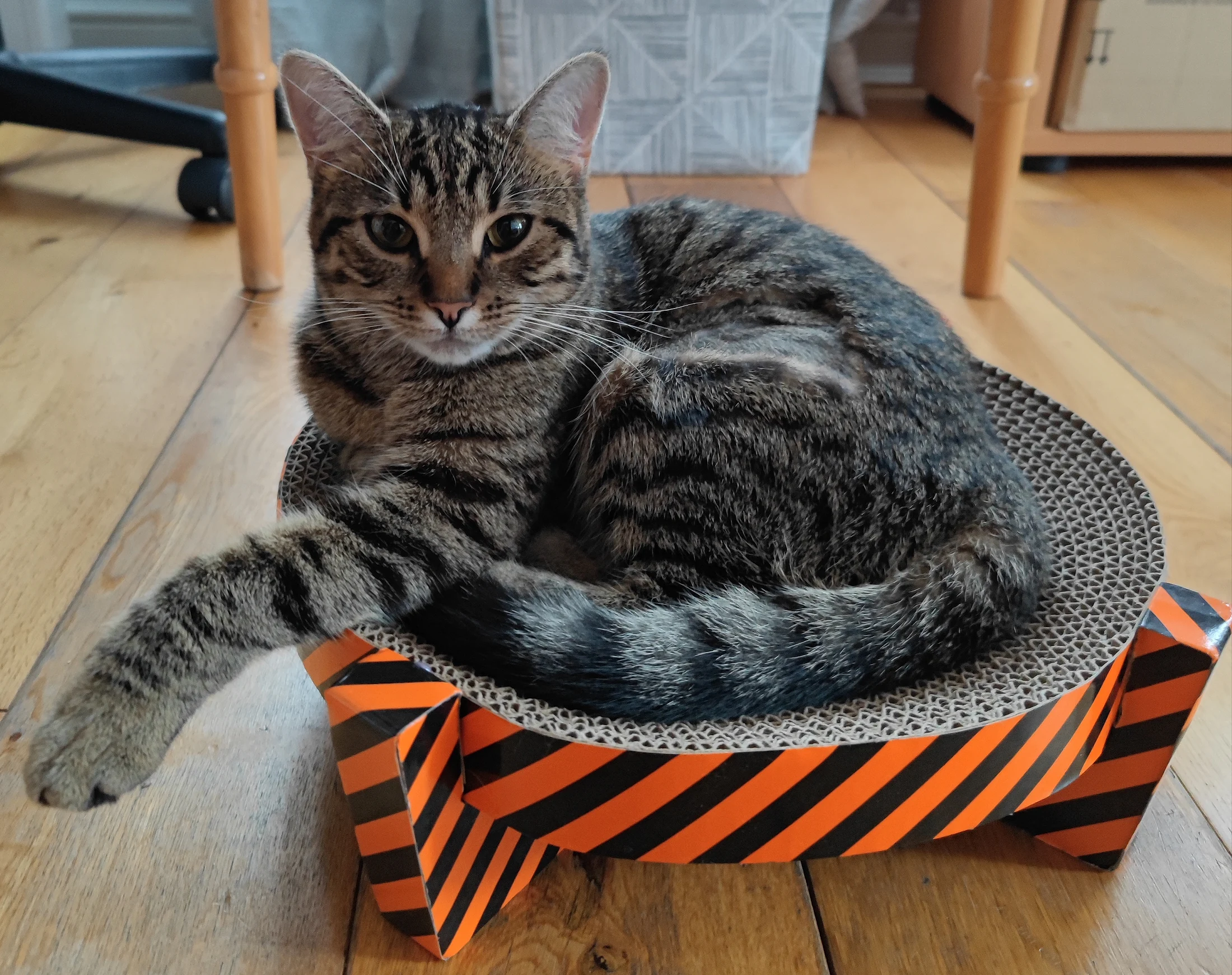 Lynxy stretched across a round cardboard scratcher.