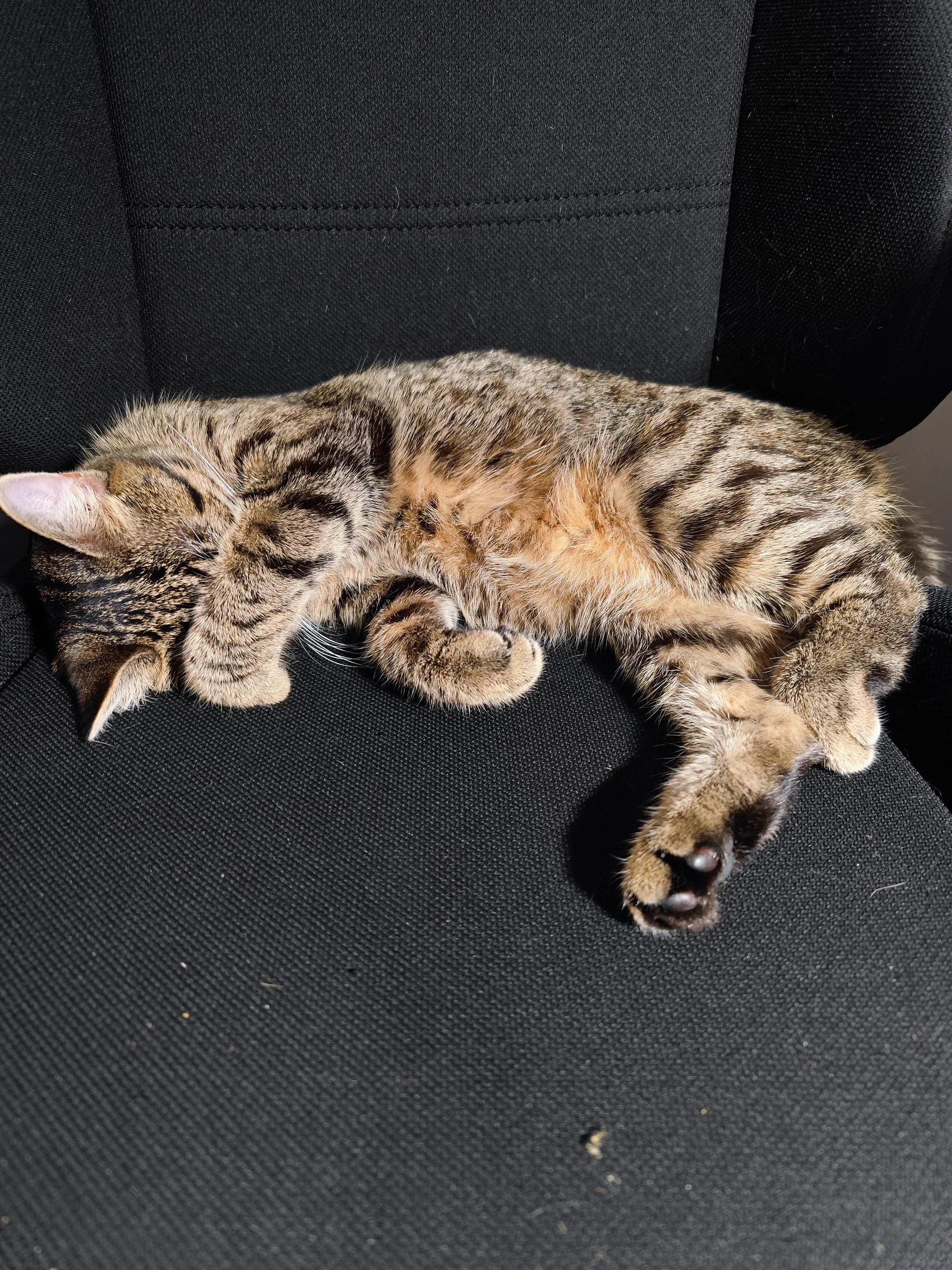 Lynxy asleep on a black upholstered chair.