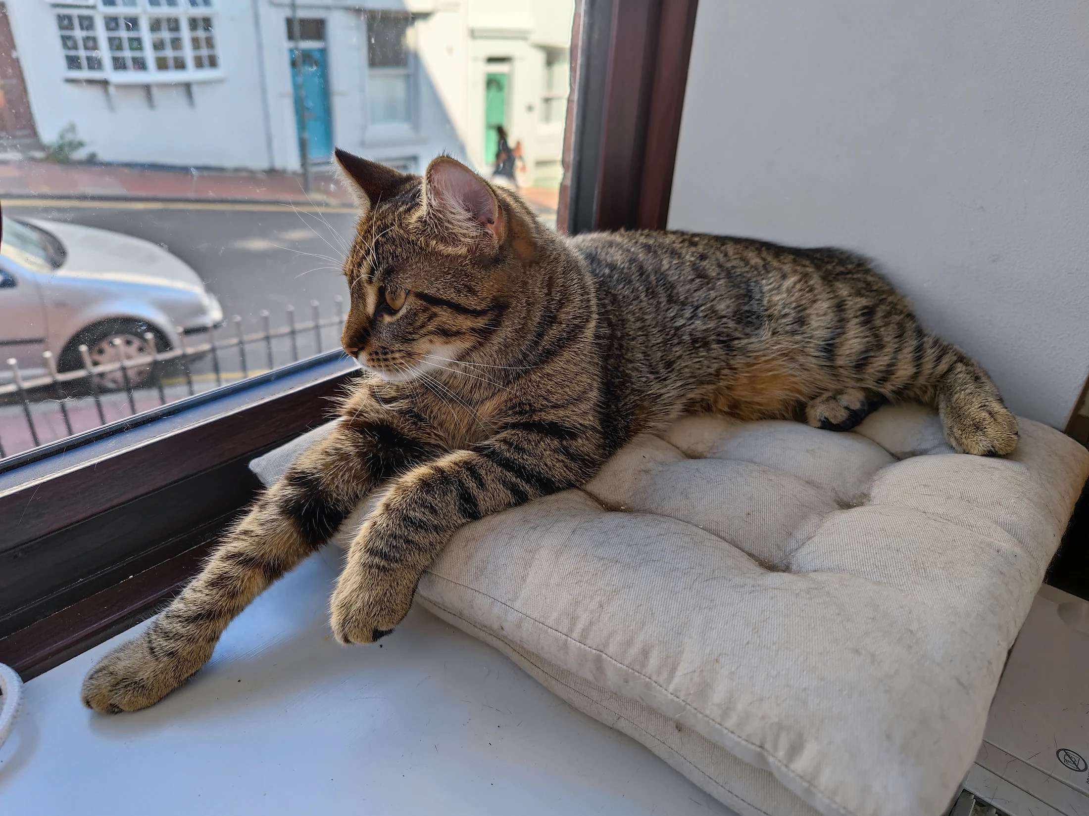 Lynxy resting on a cream cushion beside a window.