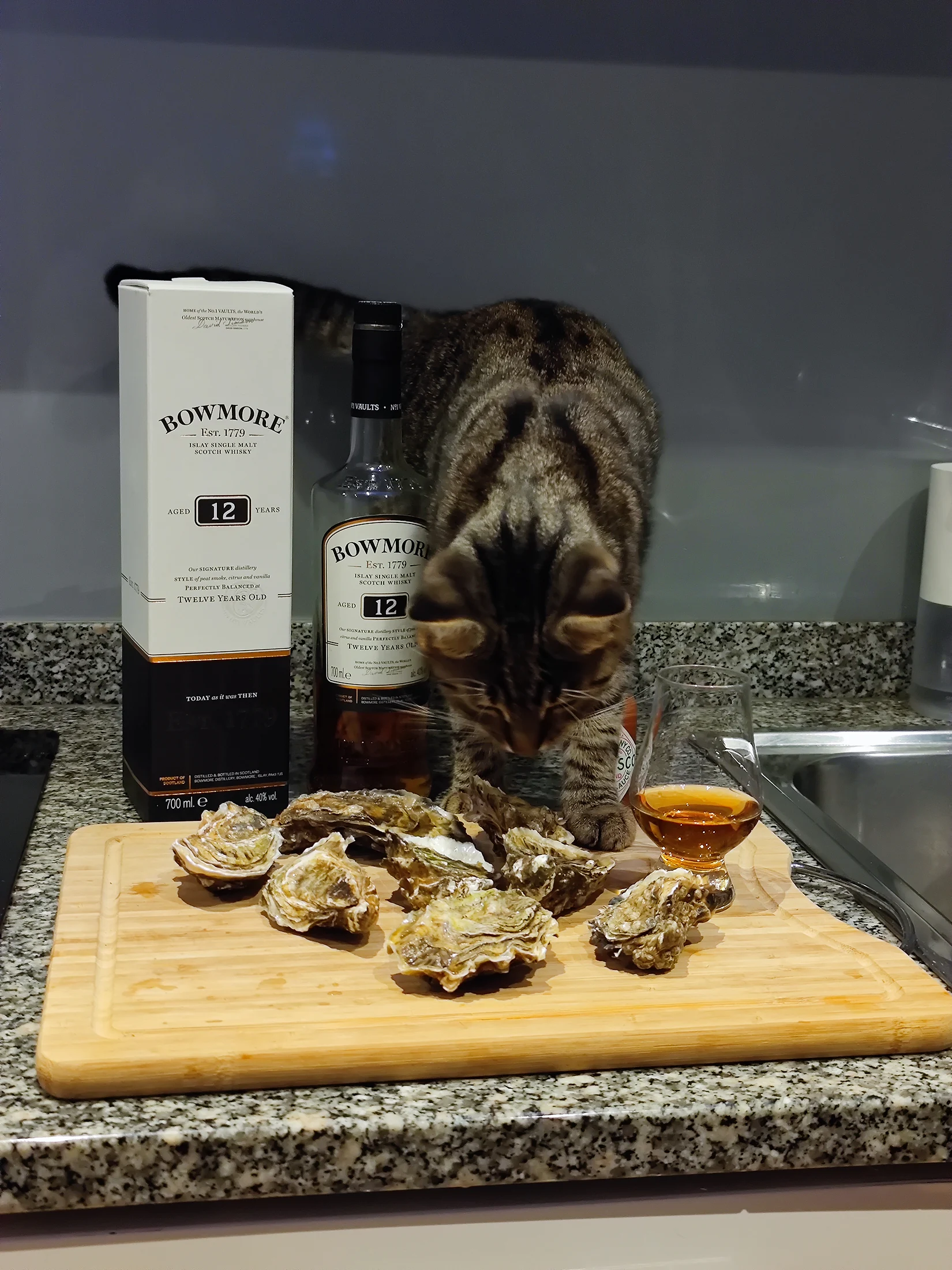 Lynxy investigating an arrangement on a kitchen counter.