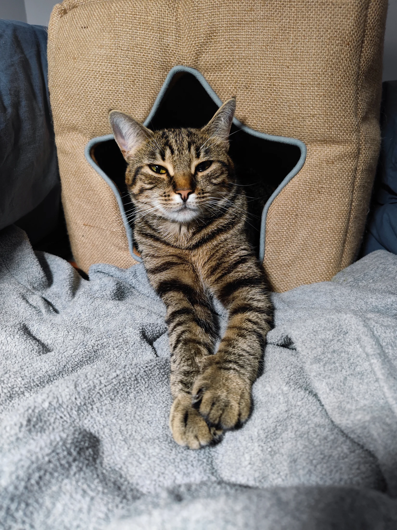 Lynxy reclining confidently in her star-shaped bed.