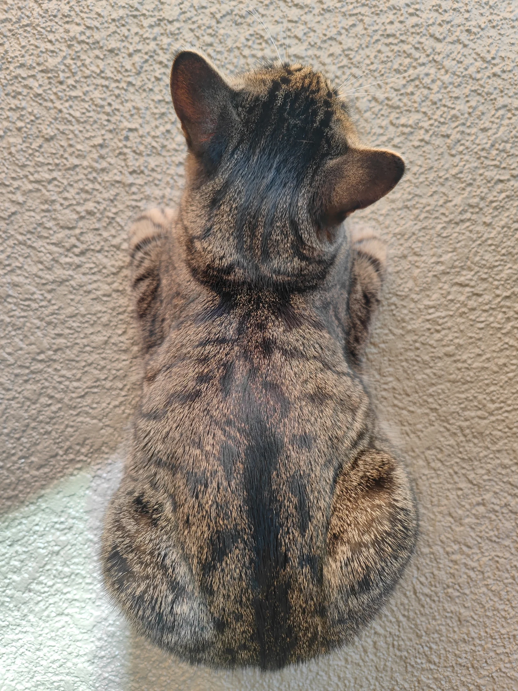 Lynxy sitting on a pale carpet, photographed from above.