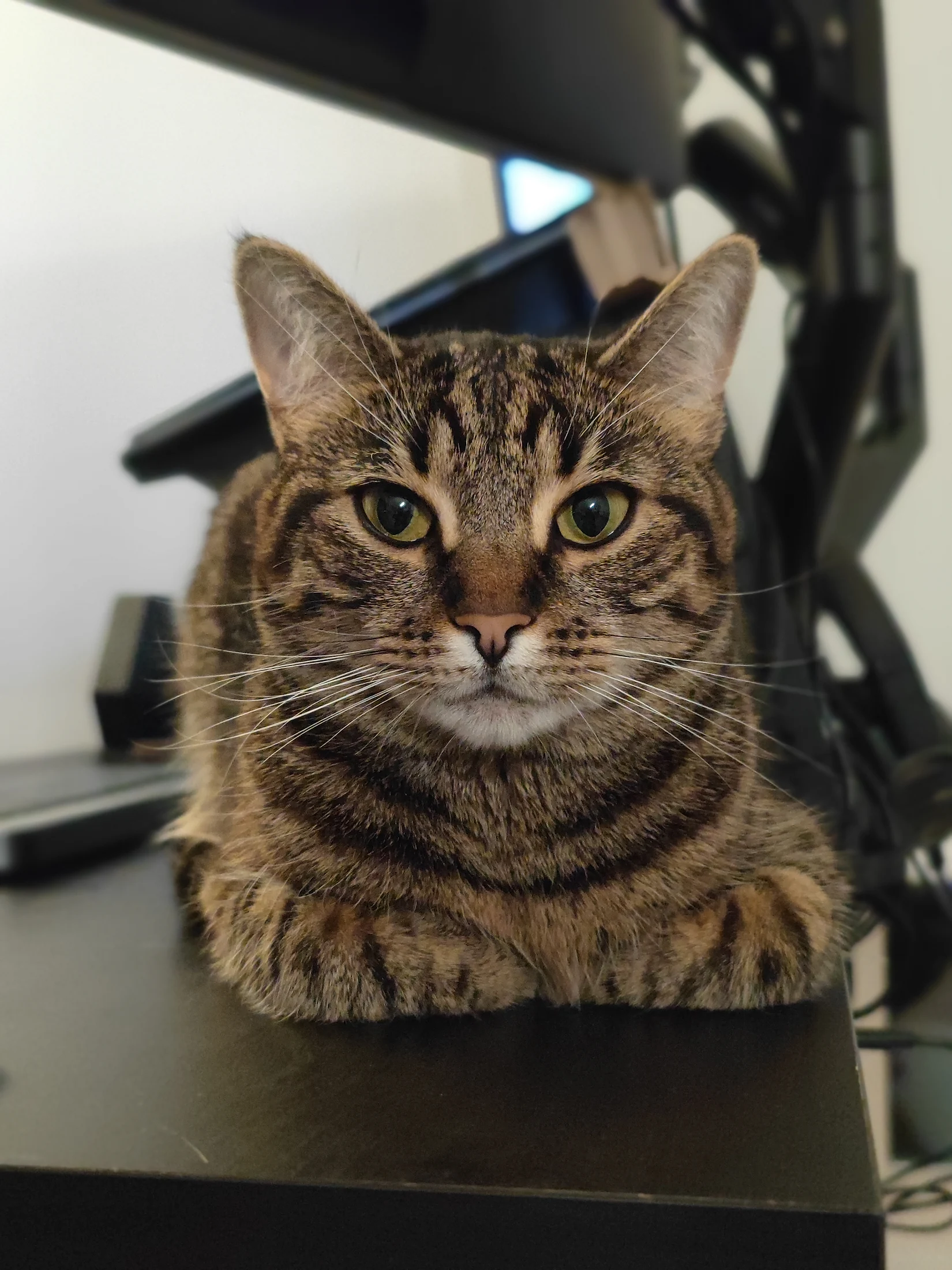 Front-facing portrait of Lynxy sitting in a compact loaf.