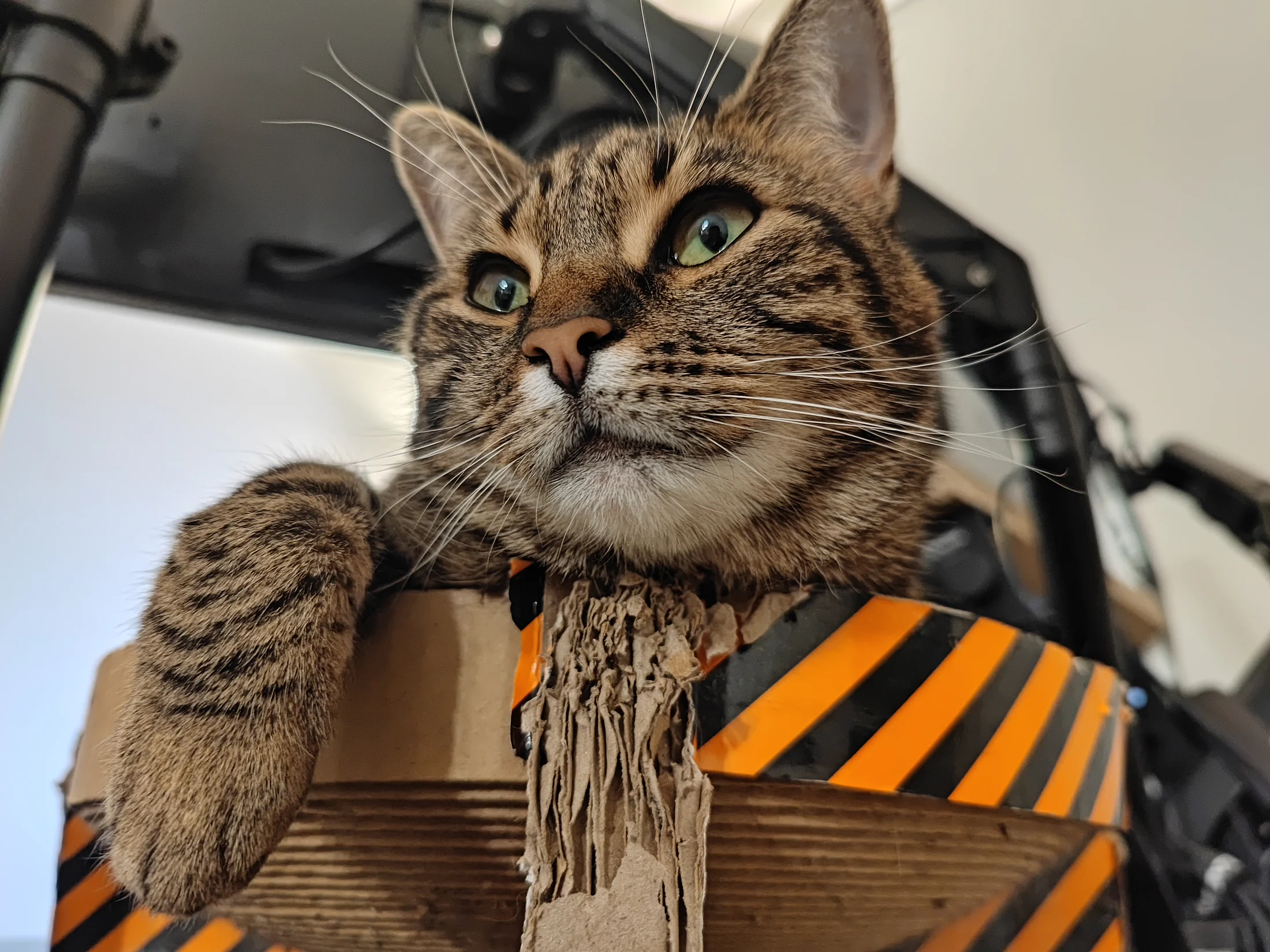 Close portrait of Lynxy leaning forward with one paw extended.