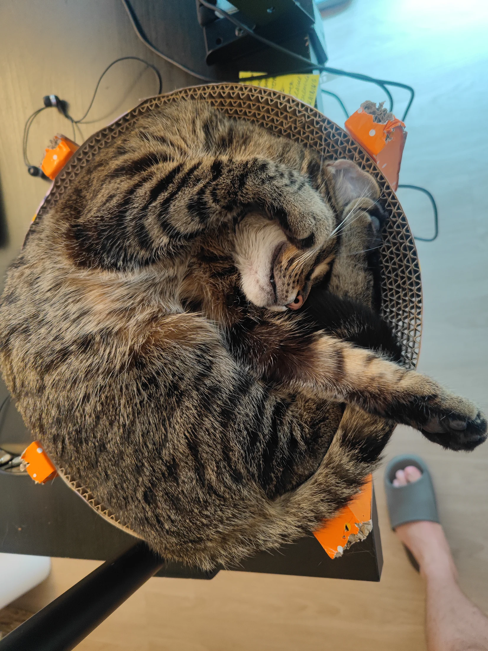 Lynxy curled tightly asleep in a round chair.