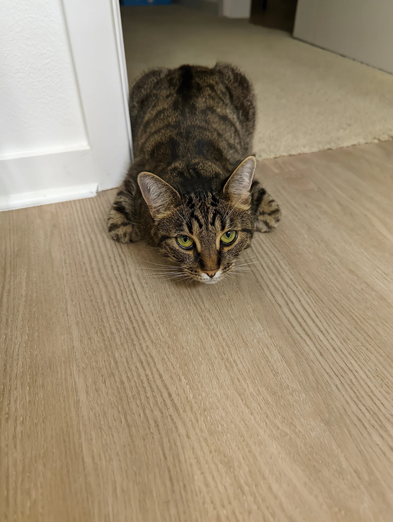 Lynxy crouched alertly on a pale wood floor.