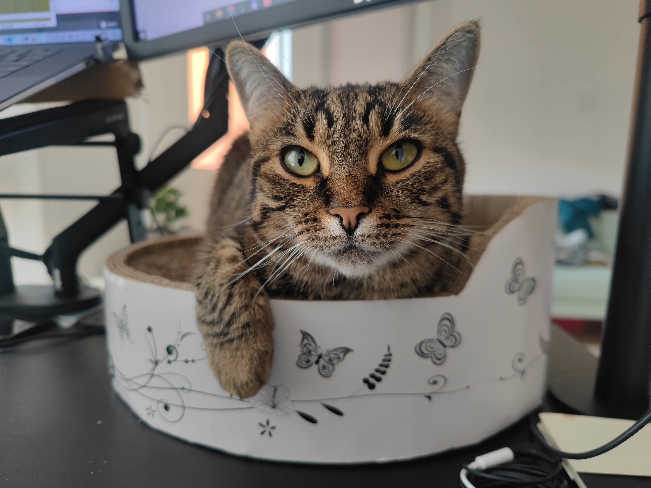 Lynxy looking directly at the camera from a round basket.