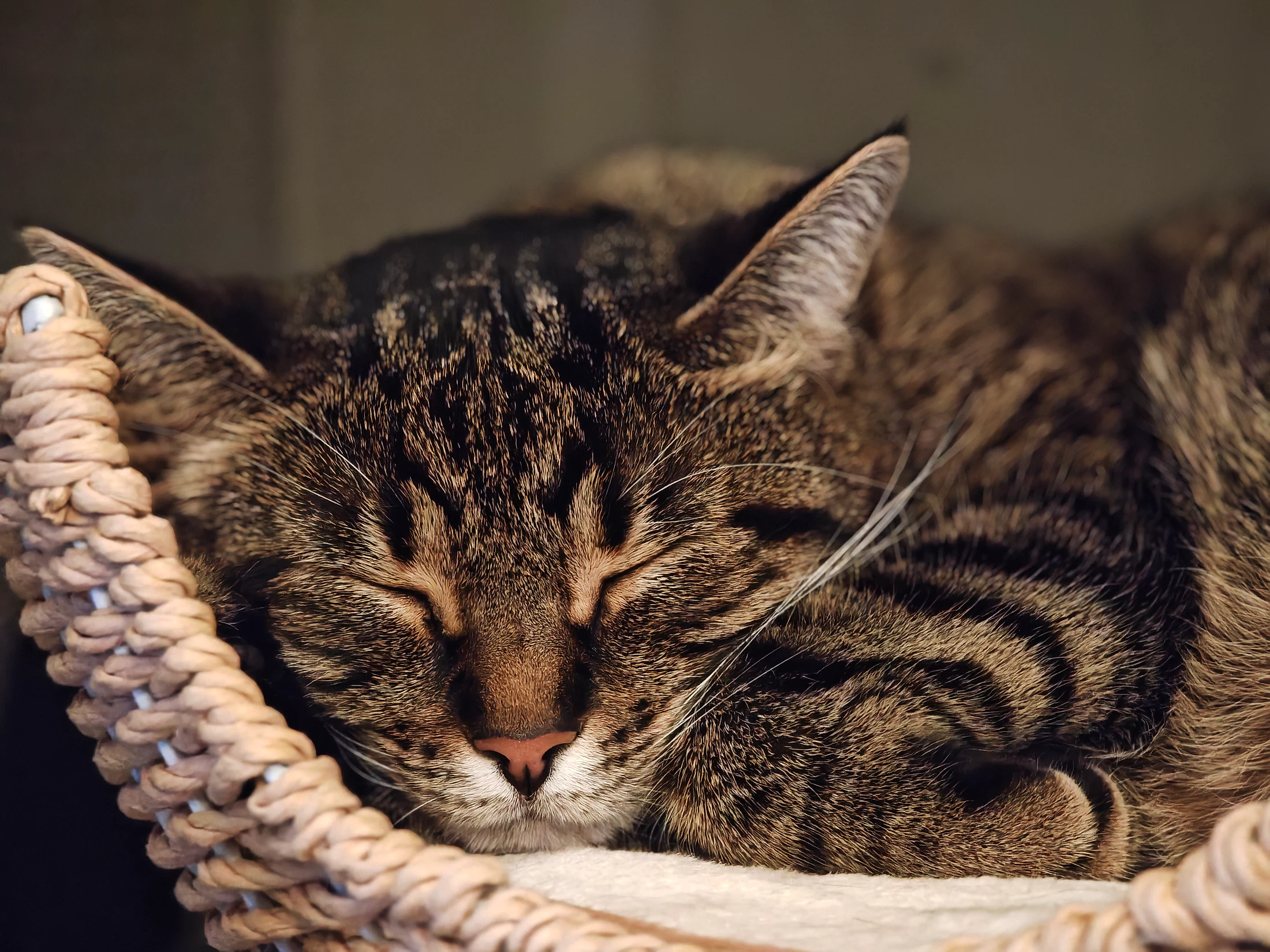 Lynxy asleep in a woven willow basket.