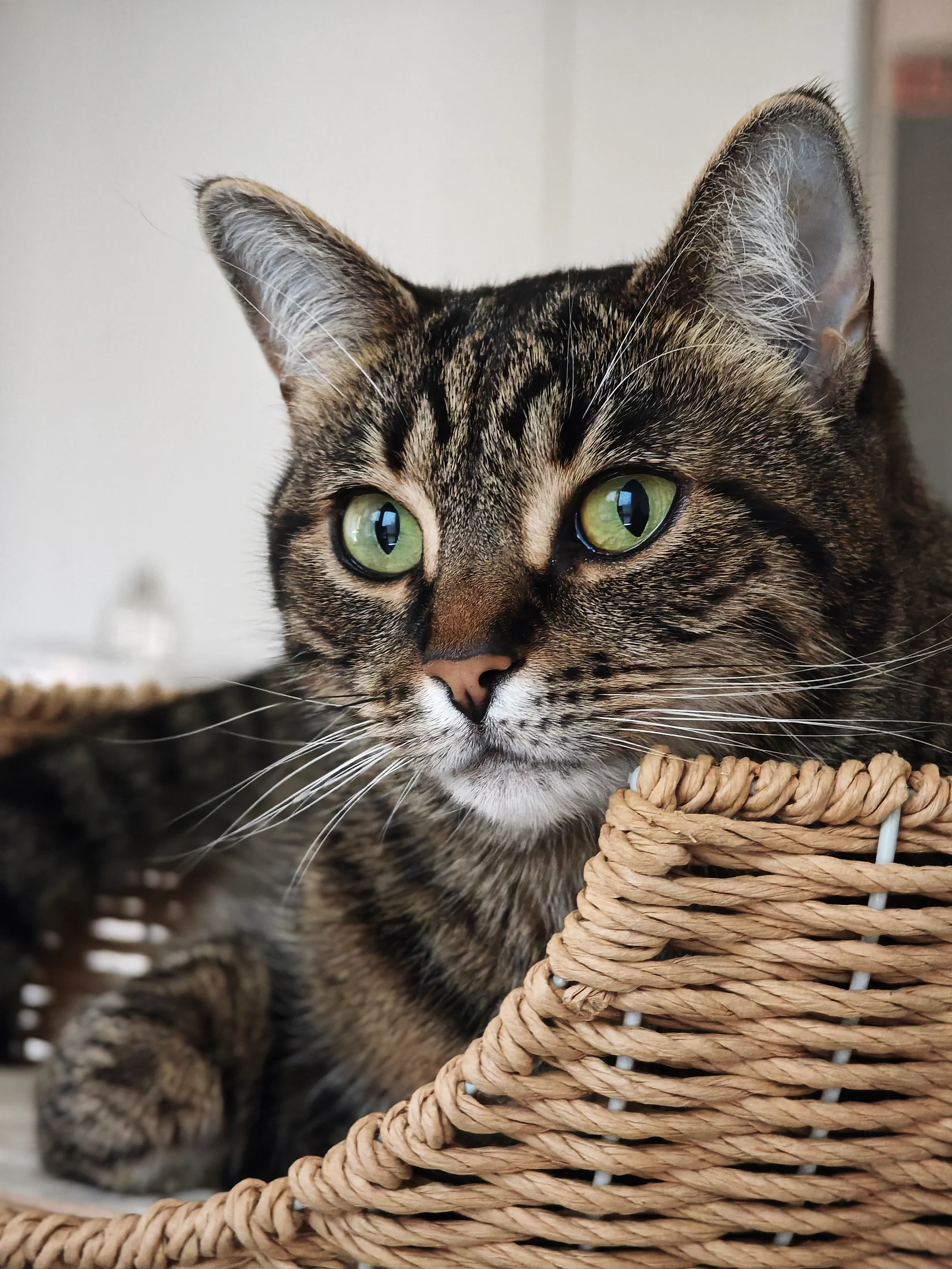 Lynxy awake and attentive in a woven basket.