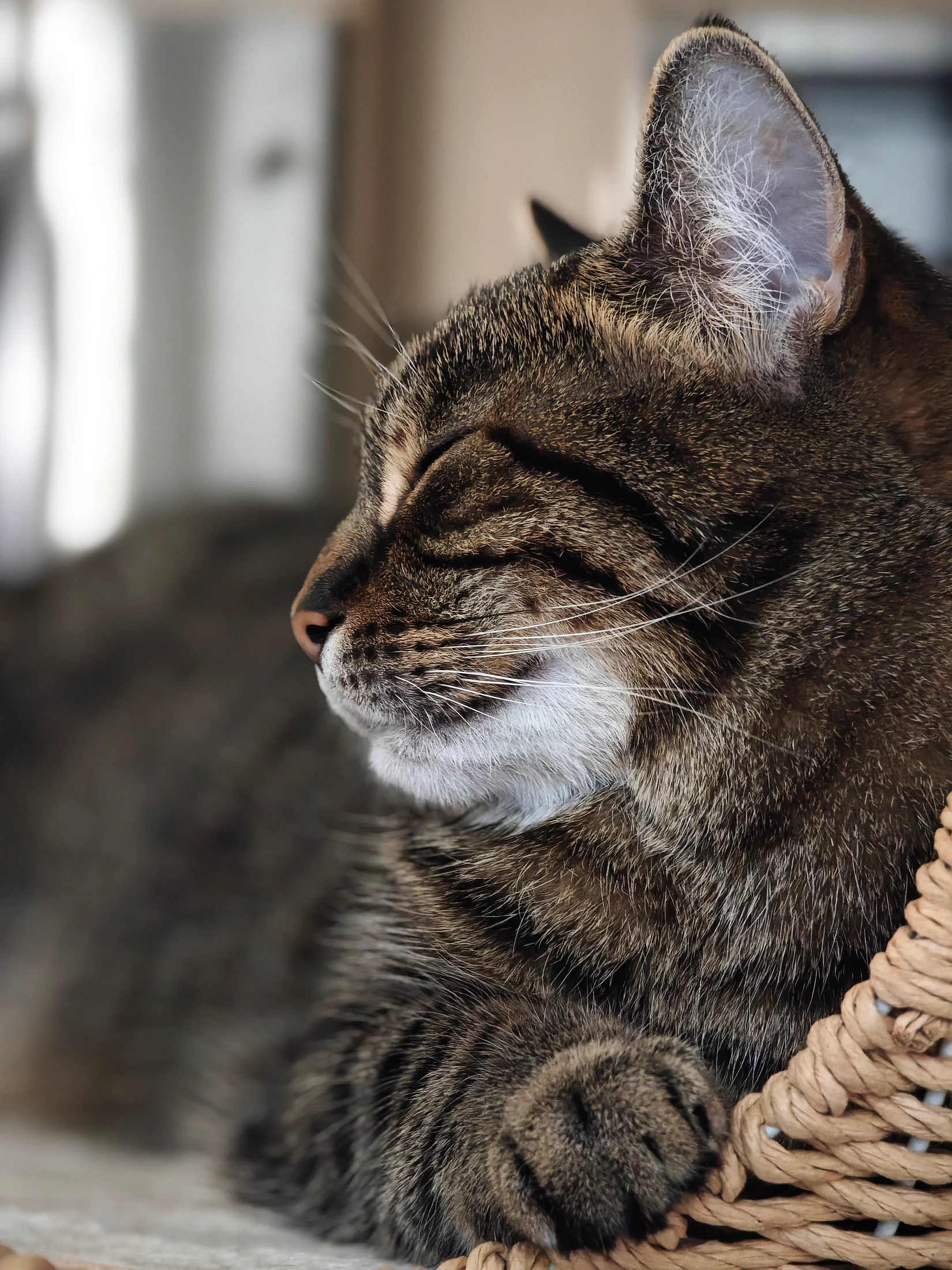 Side profile of Lynxy beside a window.