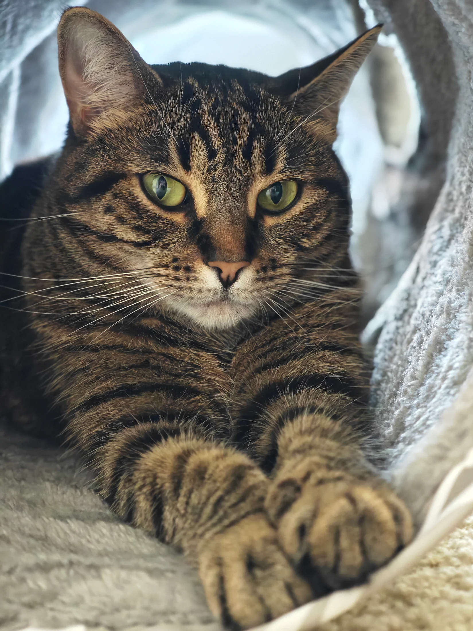Lynxy resting with her front paws together.