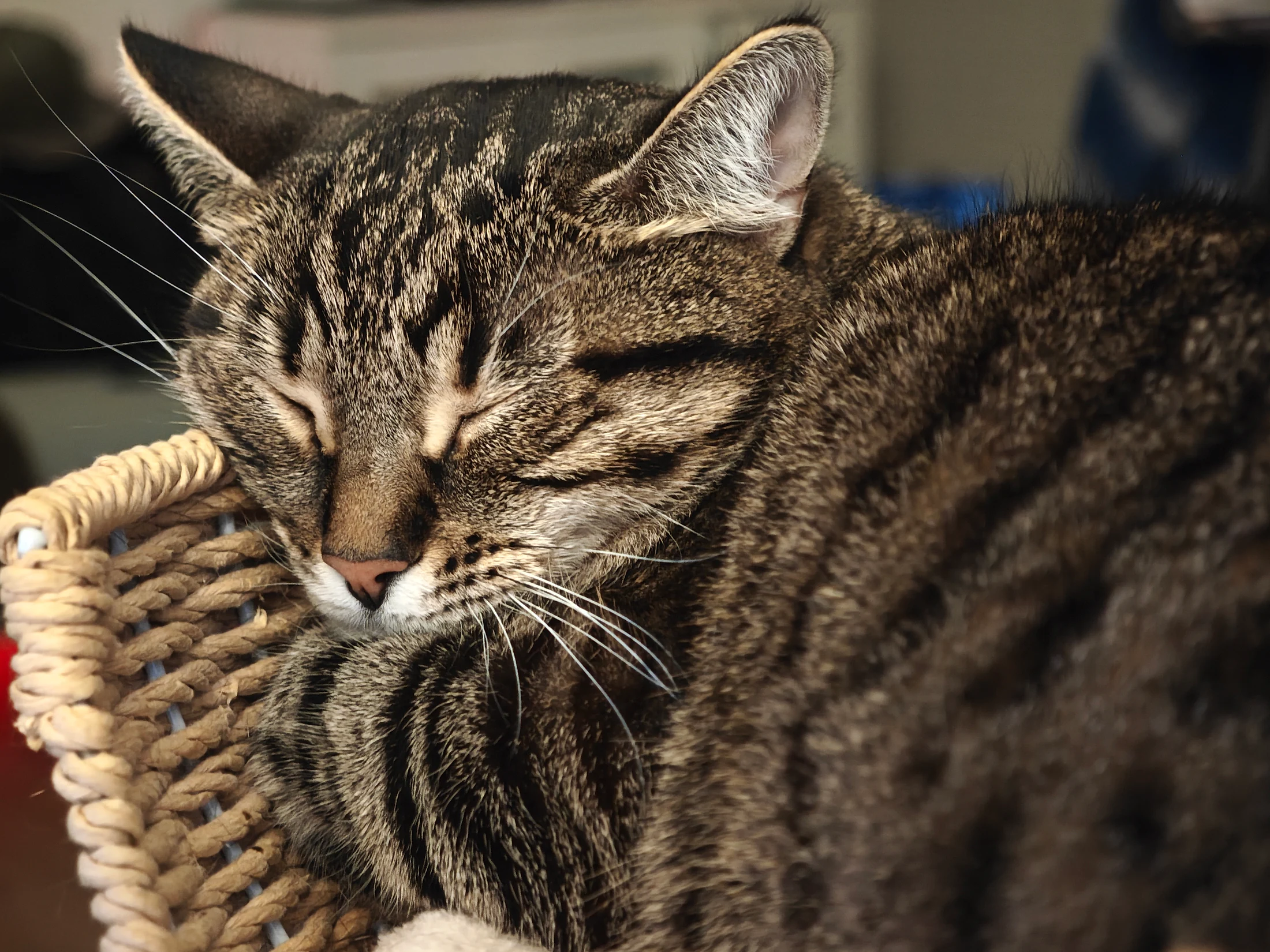 Close portrait of Lynxy asleep against a woven basket.