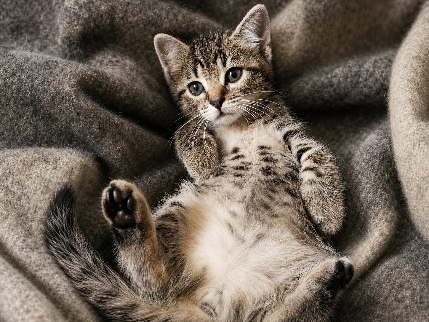 Young Lynxy reclining on a charcoal and oatmeal wool blanket.
