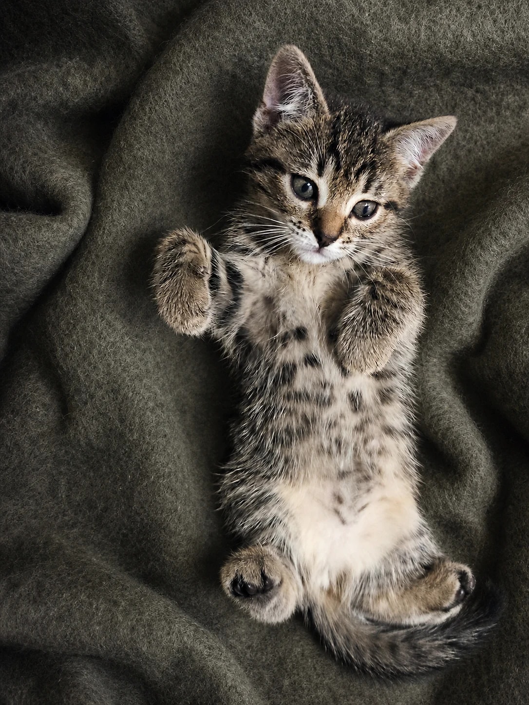 Young Lynxy sitting upright on a deep olive-grey wool blanket.