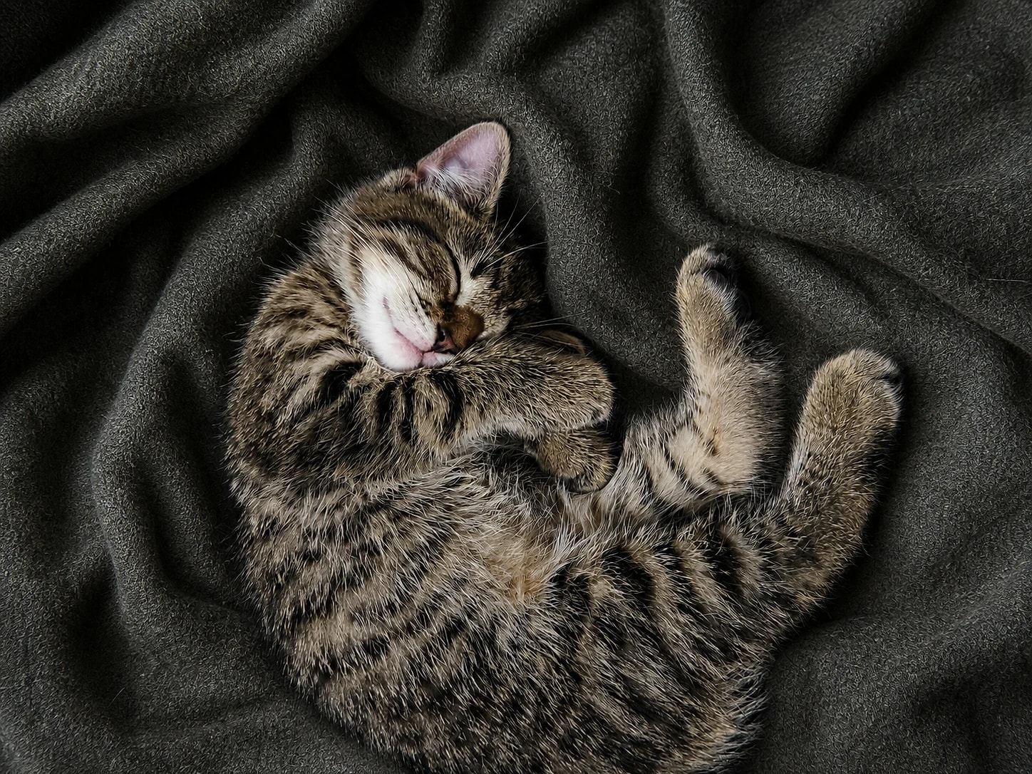 Young Lynxy curled asleep on a deep charcoal wool blanket.