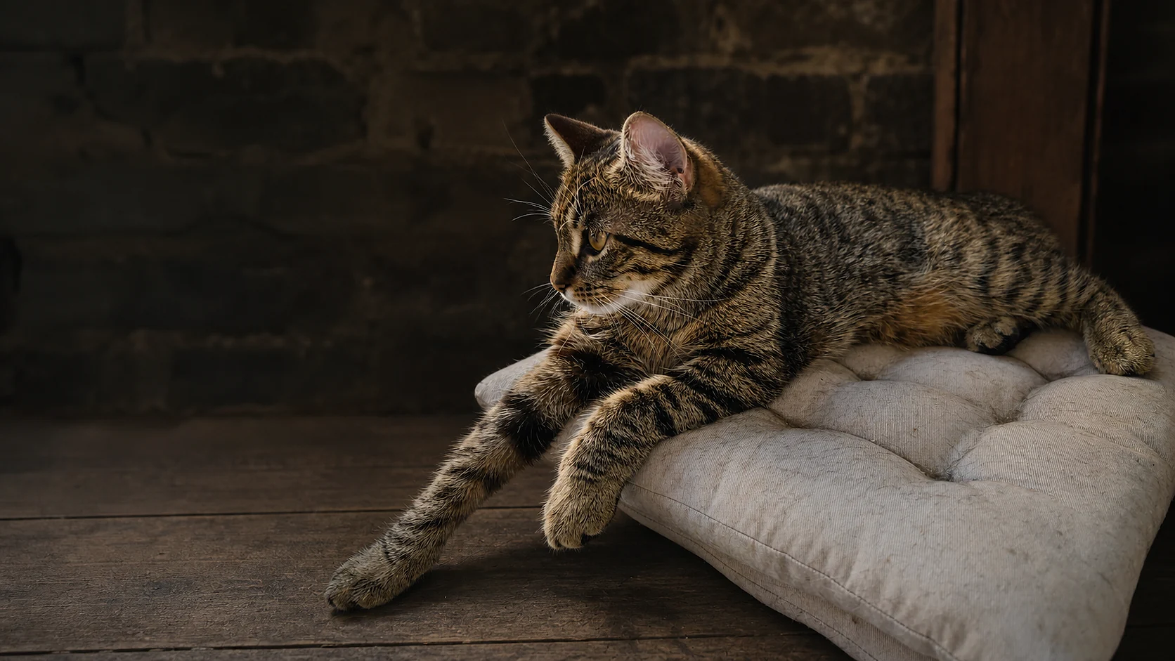 Lynxy resting on a cream cushion beside a window.