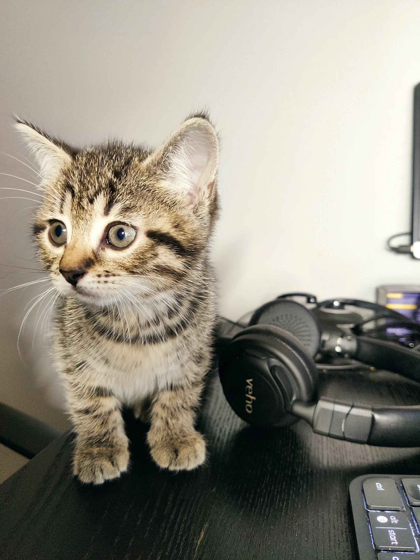 A young tabby kitten sitting beside a camera.