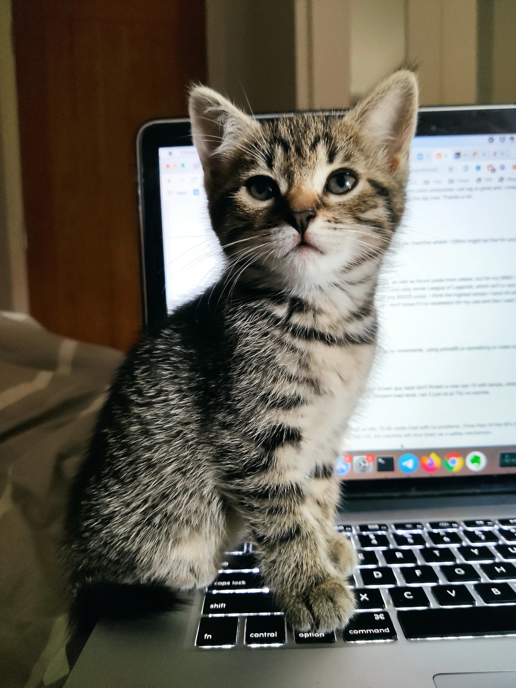 Young Lynxy sitting alertly on a laptop keyboard.