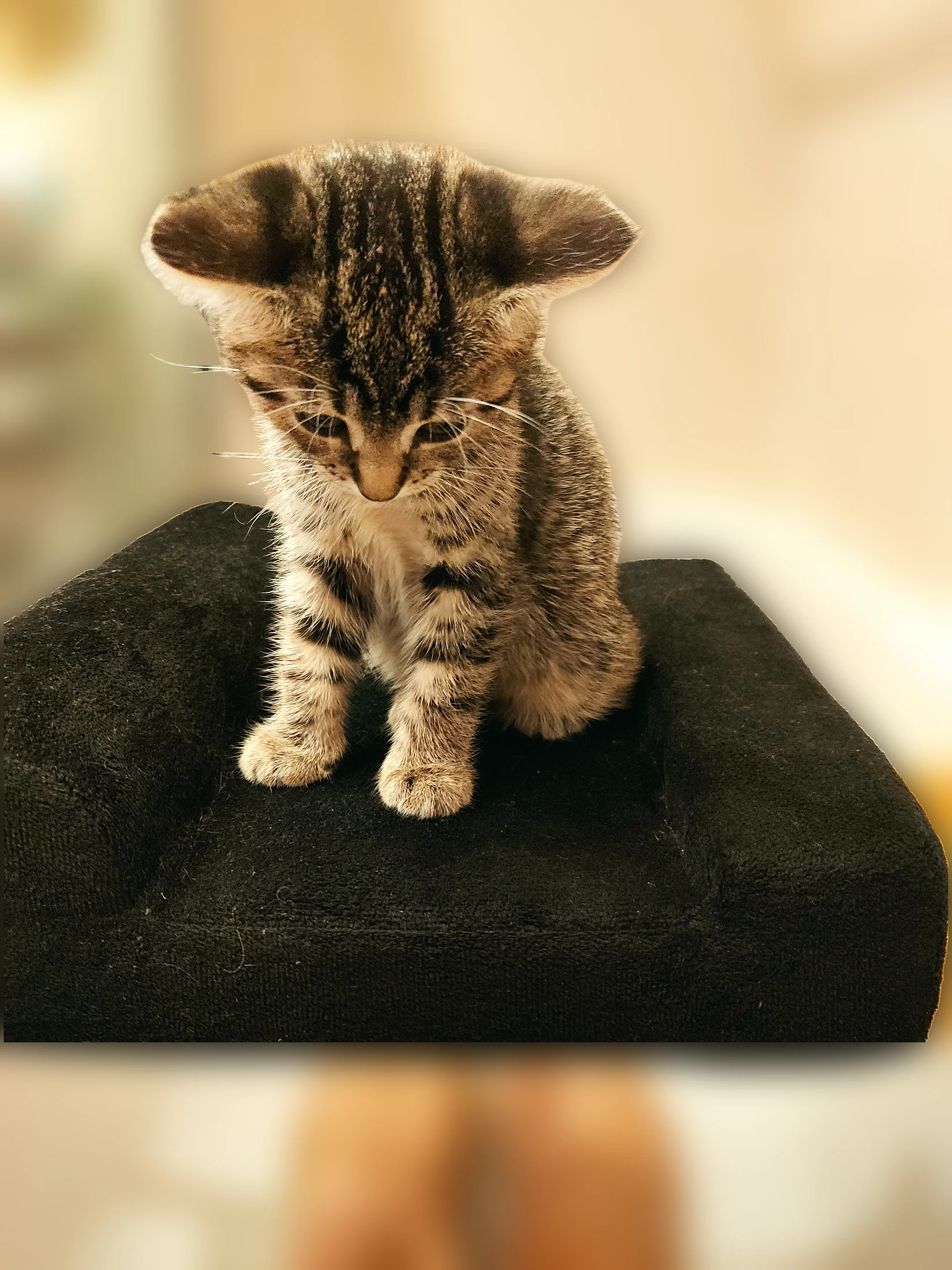 Young Lynxy perched neatly on a dining chair.