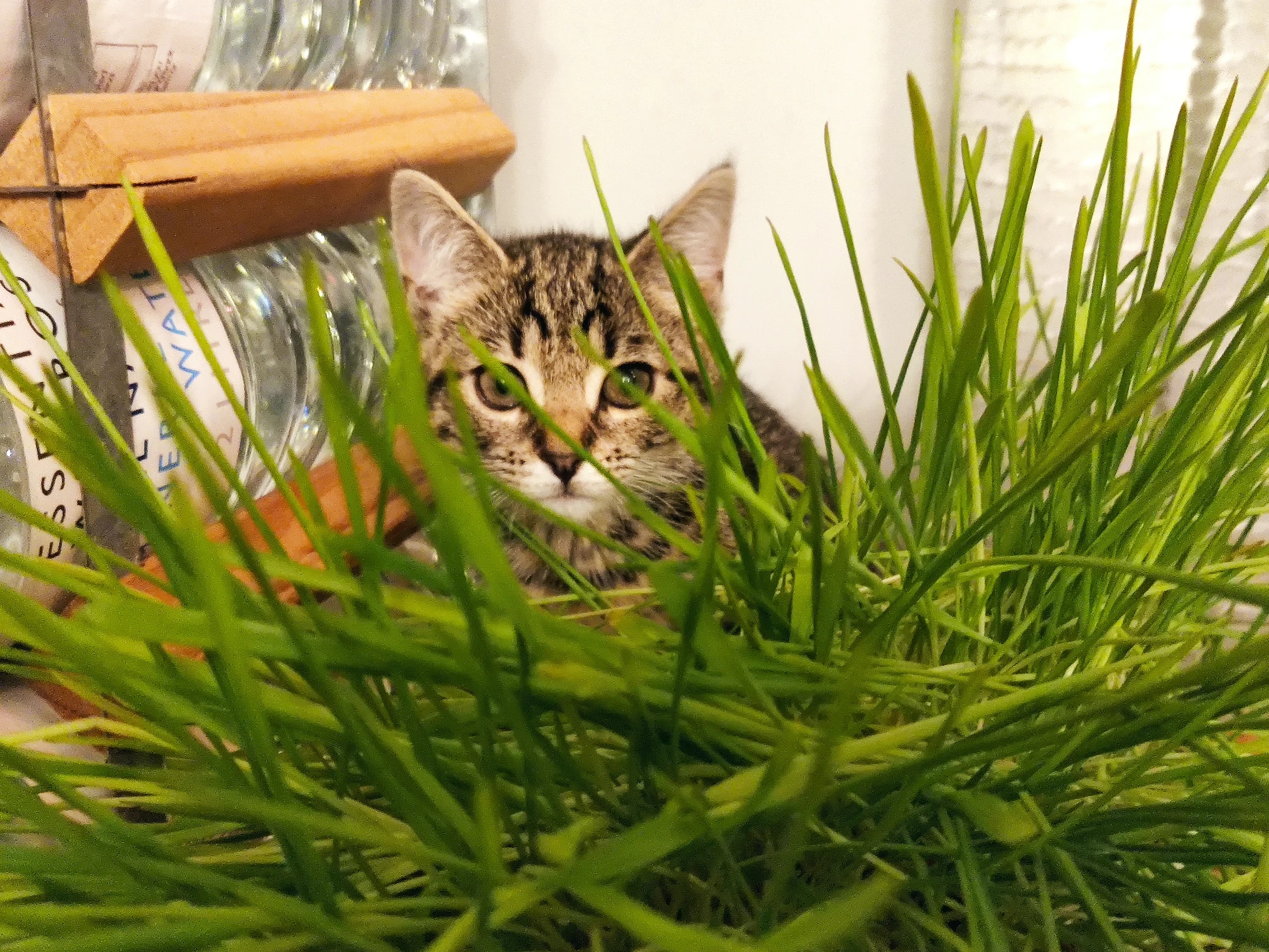 Young Lynxy peering through long indoor grass.
