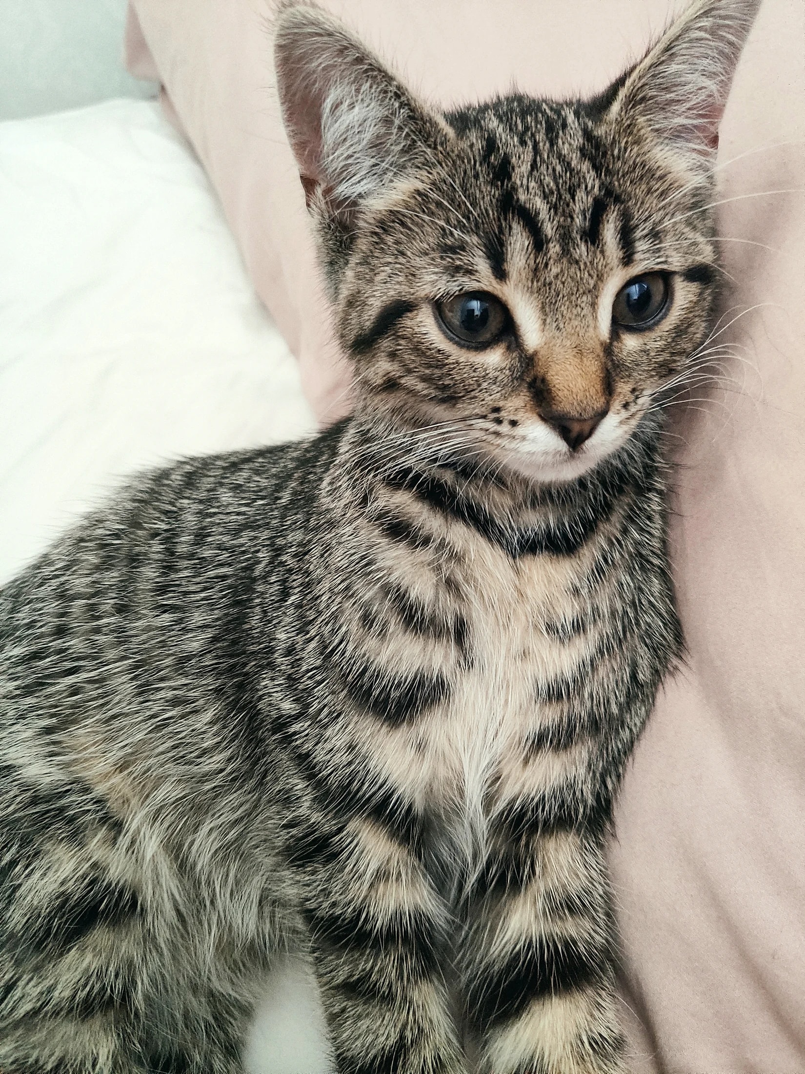 Close portrait of young Lynxy with bright attentive eyes.