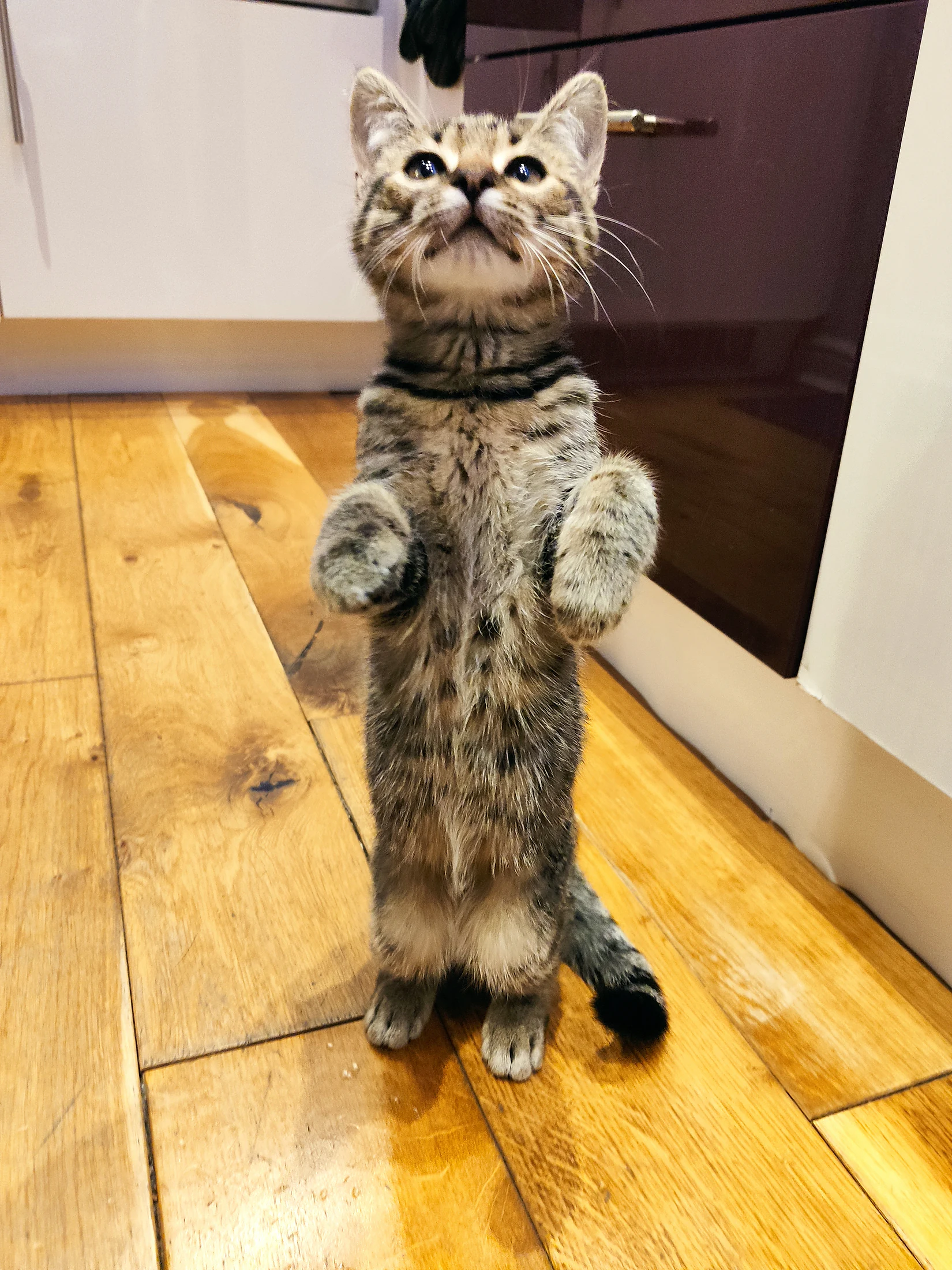 Young Lynxy standing upright on her back paws.