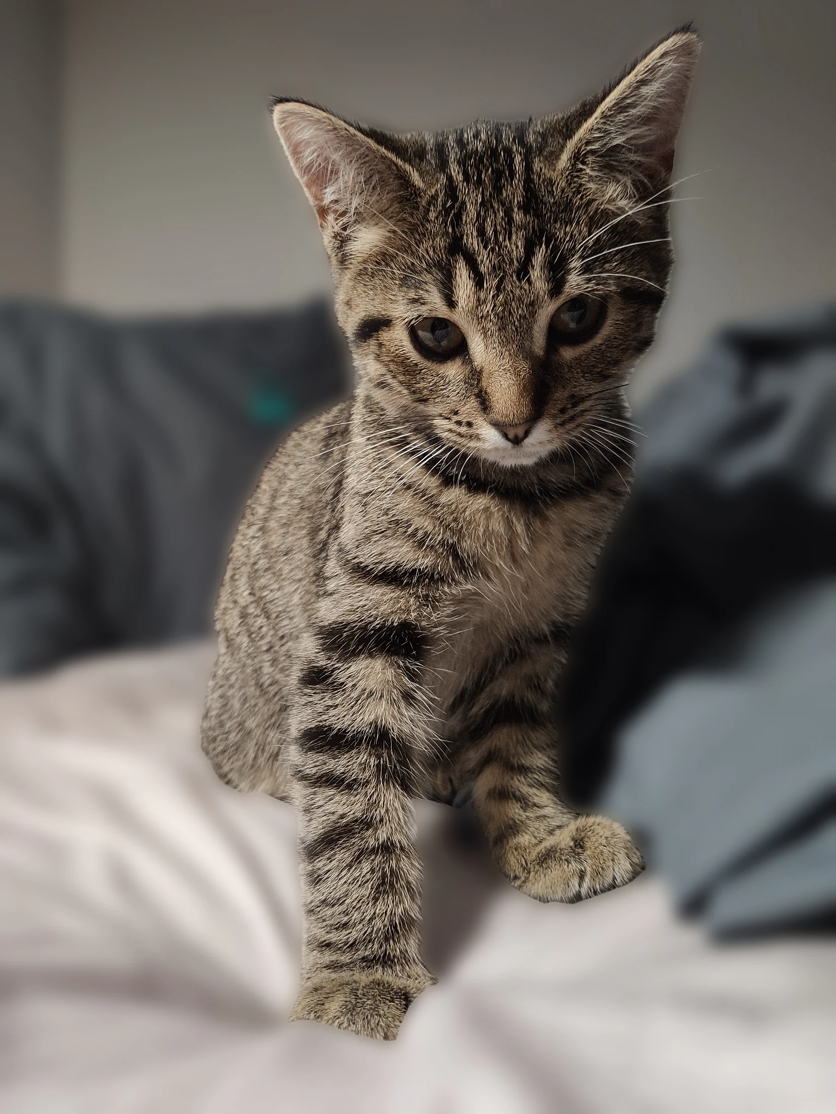 Young Lynxy reaching one paw towards the camera against a softly blurred background.