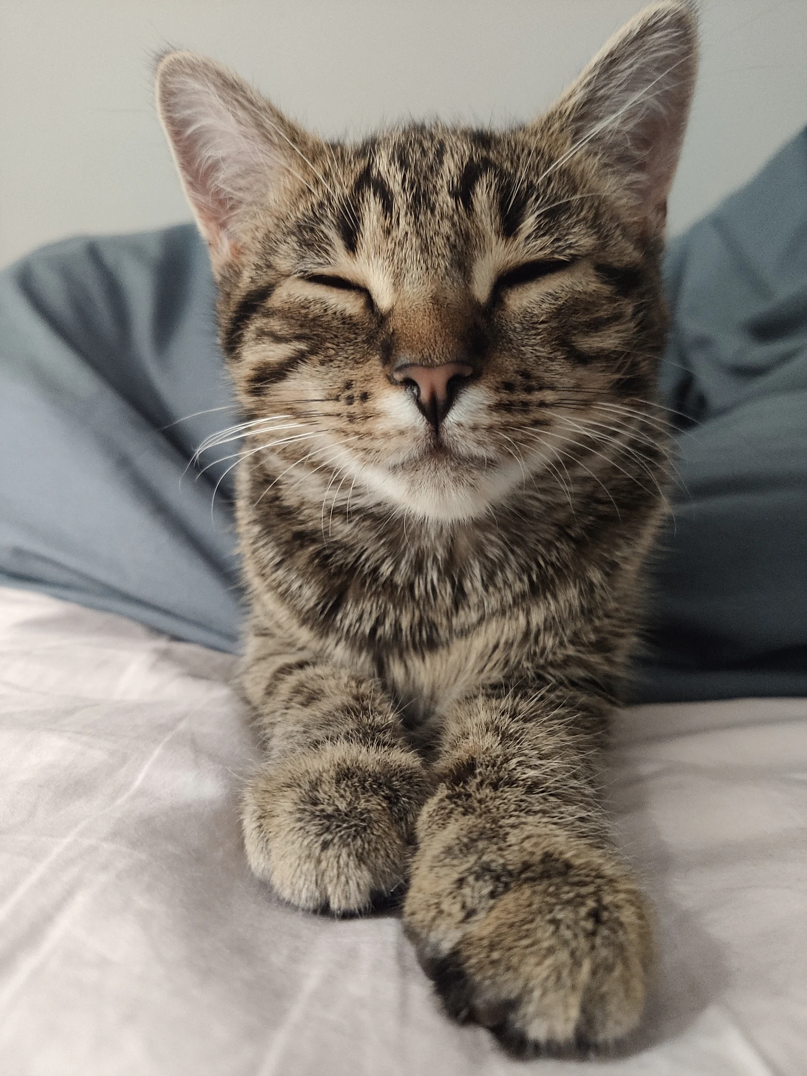 Close portrait of young Lynxy resting with her eyes closed.